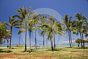 Waikiki beach panorama