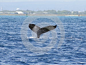 Waikiki humpback whale img