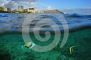 Waikiki, Oahu, Hawaii