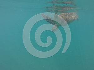 Waikiki Turtle power.