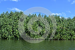 Wailua River on Kauai Island in Hawaii