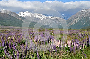 Waimakariri Valley in Summer photo