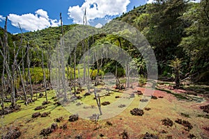 Waimangu Volcanic Valley photo