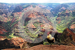 Waimea canyon on Kauai