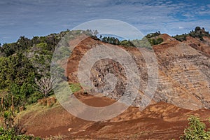 Green vegetation on top of Waimea Canyon, Kauai, Hawaii, USA