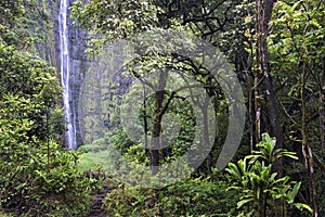 Waimoku Falls, Pipiwai trail, Kipahulu state park, Maui, Hawaii