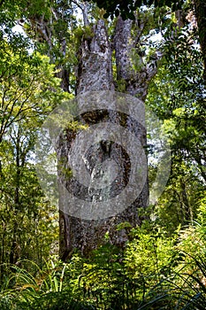 Waipoua kauri forest. Giant tree Kauri. Nature parks of New Zealand.