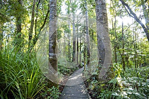 Waipoua Kauri Forest photo