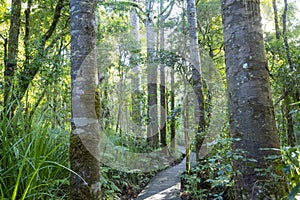 Waipoua Kauri Forest photo