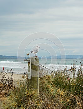 Waipu Beach, Most Popular Surfing Beach in Whangarei New Zealand