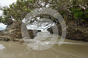 Waipu Beach, Most Popular Surfing Beach in Whangarei New Zealand