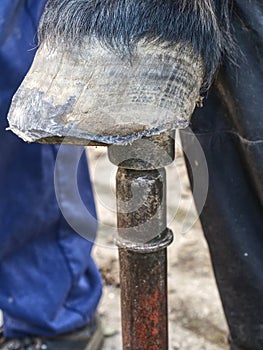 Waist keratin after horse hooves modulation