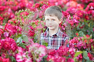 Waist up portrait of a young Caucasian boy in red roses bushes