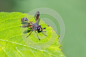 Waisted Beegrabber - Physocephala rufipes resting on a leaf.