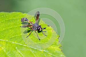 Waisted Beegrabber - Physocephala rufipes resting on a leaf. photo