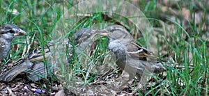 Wait in line sparrows feeding