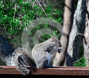 Wait a minute, I know this beautiful squirrel