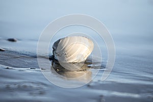 The beauty of the sea is the shells