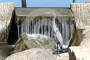 The Wait By The Waterfall