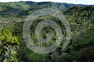 Waitakere Ranges - New Zealand