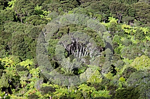 Waitakere Ranges - New Zealand