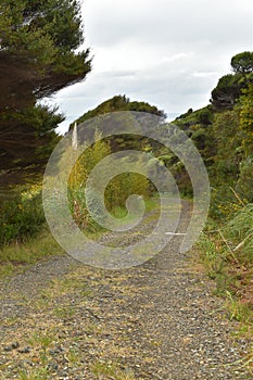 Waitakere Ranges regional park bush