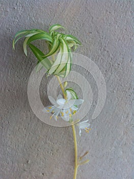 Waite flower