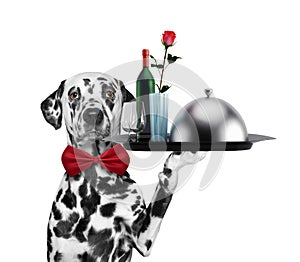 Waiter dalmatian dog with dishes, wine and rose. Isolated on white
