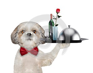 Waiter shitzu dog with dishes, wine and rose. Isolated on white