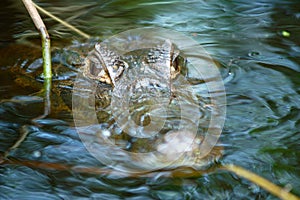 Waiting Alligator - Amazon River