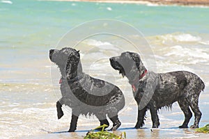 Waiting for the ball. English Cocker Spaniels on the beach