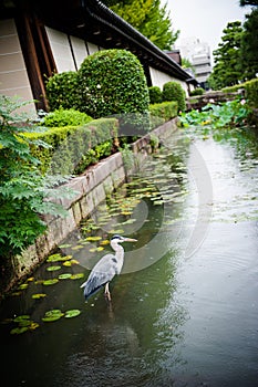 Waiting bird in water