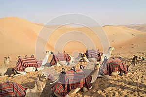 Waiting Camels in orange sand of dersert of Abu Dhabi, UAE.  Laying dromedaries with traditional blankets in Abu Dhabi