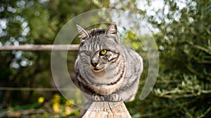 Waiting cat surrounded by green