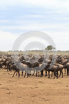 Waiting for the crossing. Big herds of ungulates on the shore. Mara river. Kenya, Africa photo