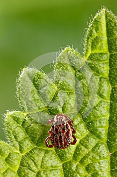 Waiting dangerous tick photo