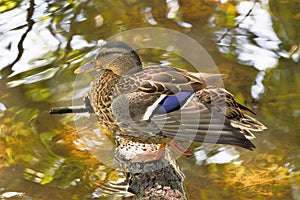 Waiting Duck on the branch