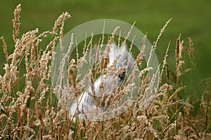 Late summer grass seed heads hide a Westie