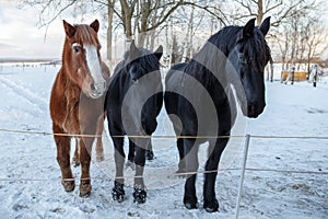 Waiting friesian horses in winter