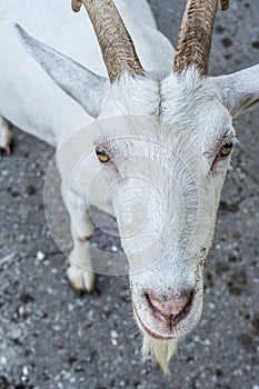 Waiting goat want something from you