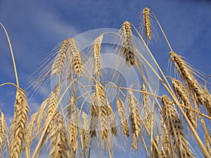 Waiting for the harvest