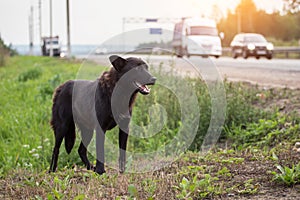 Waiting homeless black Dog on the road, highway