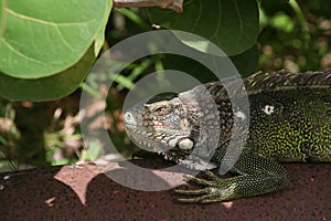 Waiting Iguana