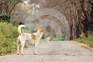 Waiting Lonely Dog