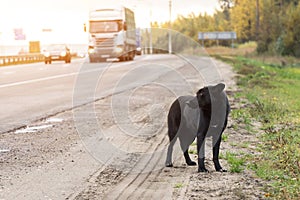 Waiting Lonely Stray Dog on the road, highway with cars