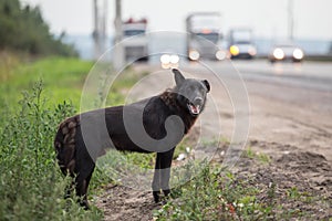 Waiting Lonely Stray Dog on the road, highway