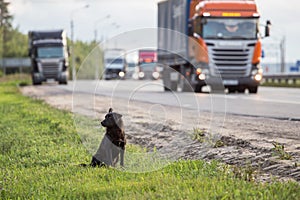 Waiting Lonely Stray Homeless Dog on the road