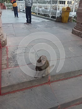 Waiting monkey at Temple  Kainchi dham  India