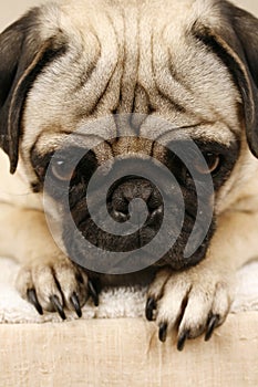 Waiting Pug