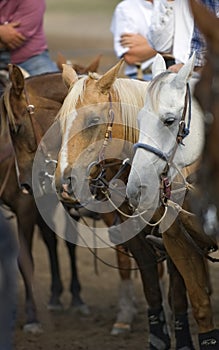 Waiting for the Rodeo to Start